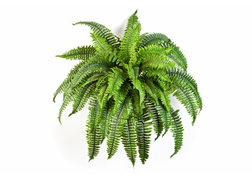 BOSTON FERN X 50 H90