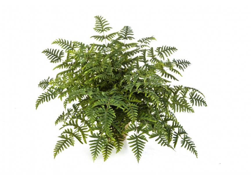 ATHYRIUM FERN BUSH X 45 H90