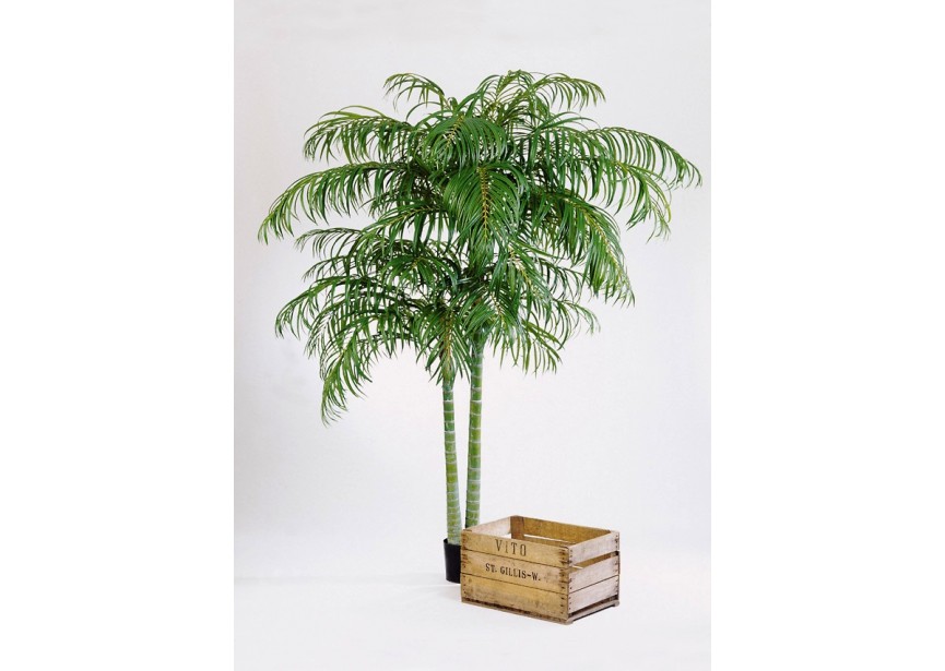 7 ARECA PALM DE LUXE X 2 H210