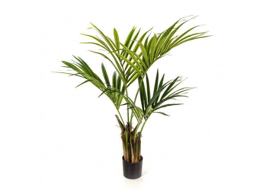 4 NATURAL KENTIA PALM H110