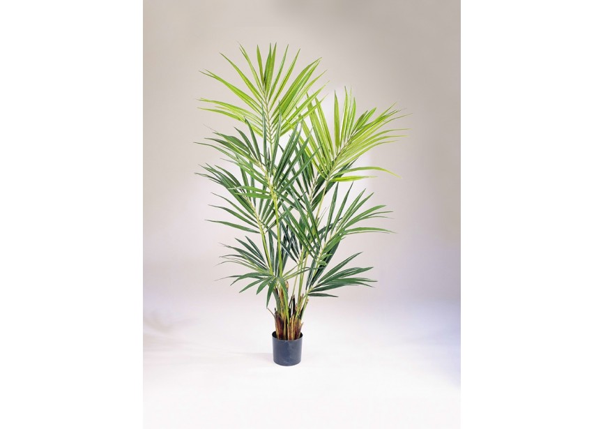 6 NATURAL KENTIA PALM H172