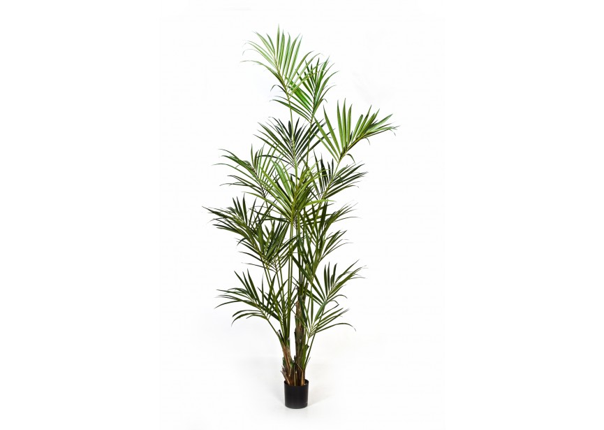 9 NATURAL KENTIA PALM H260