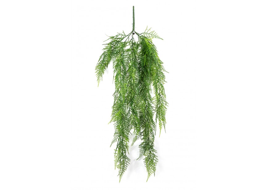 ASPARAGUS HANGING VINE H75