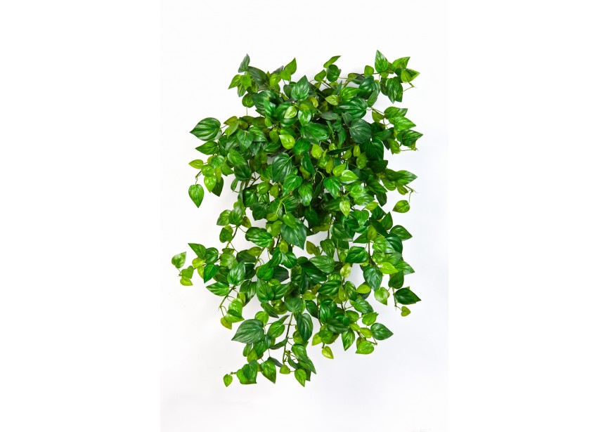 MINI PHILODENDRON X 560 H