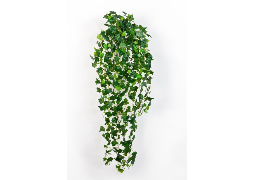 ENGLISH IVY HANGING BUSH H85