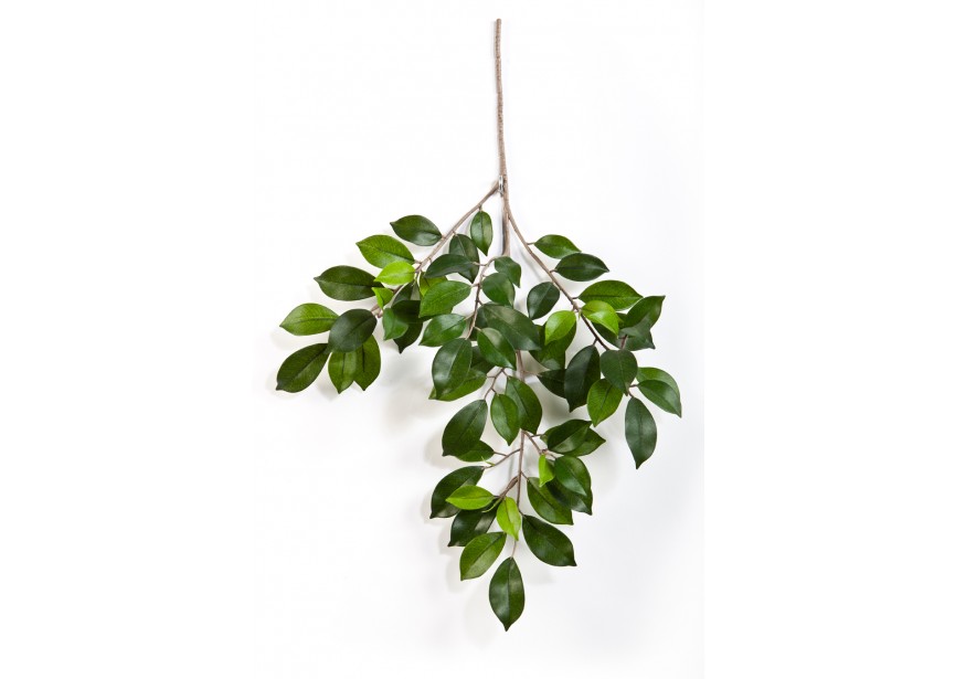 FICUS FOLIA SPRAY X 64 H48