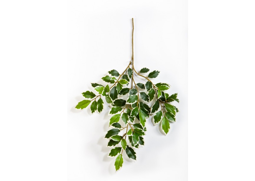 VAR, FICUS FOLIA SPRAY X 64 H48