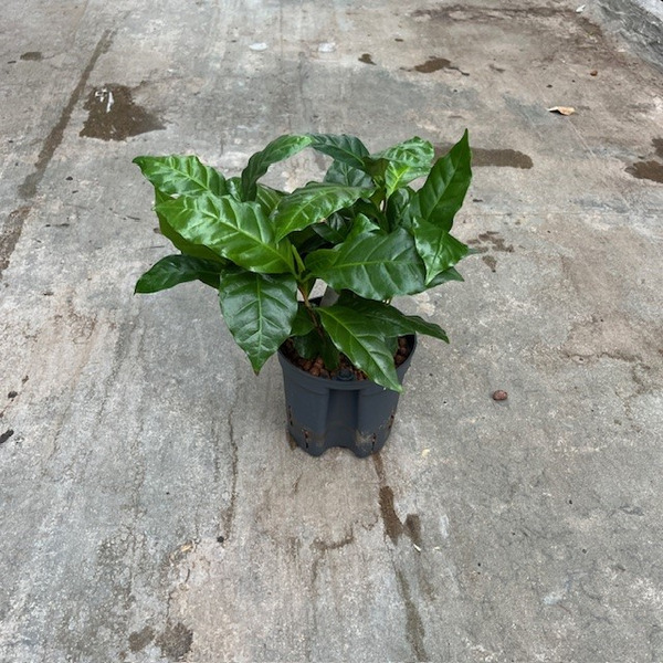 HY13COFFEA.jpg