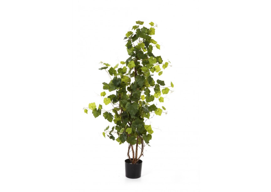 4 GRAPE IVY TREE H120