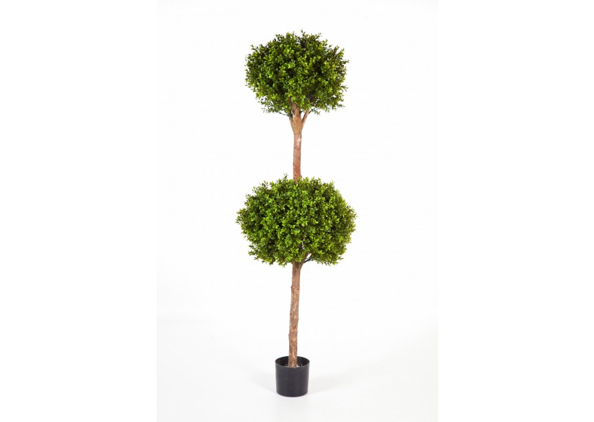 5 BOXWOOD DOUBLE BALL TREE H165