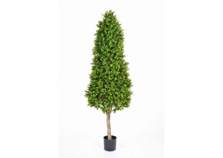 6 BOXWOOD TOWER TREE H170