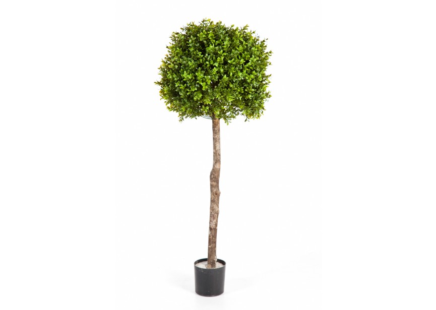 4 BOXWOOD BALL TREE H105