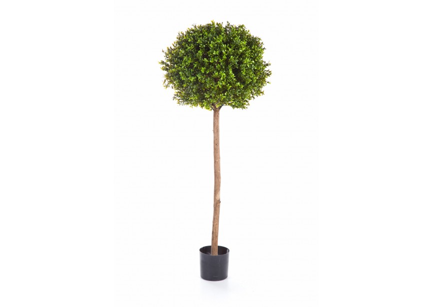 5 BOXWOOD BALL TREE H140