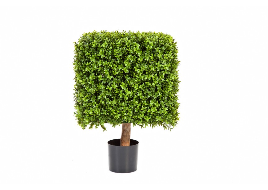 47 CM BOXWOOD SQUARE ON FRAM H70