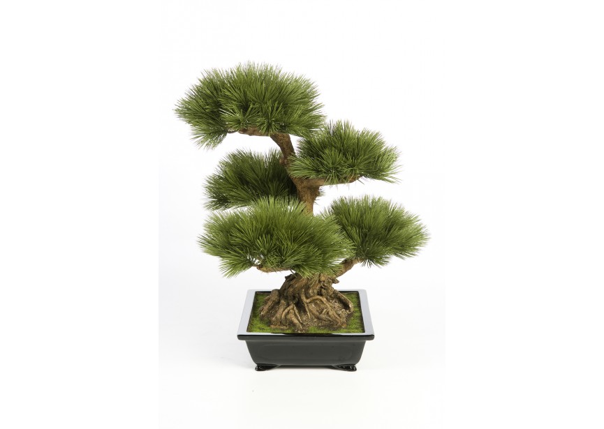 PINUS BONZAI TREE 60 CM H60