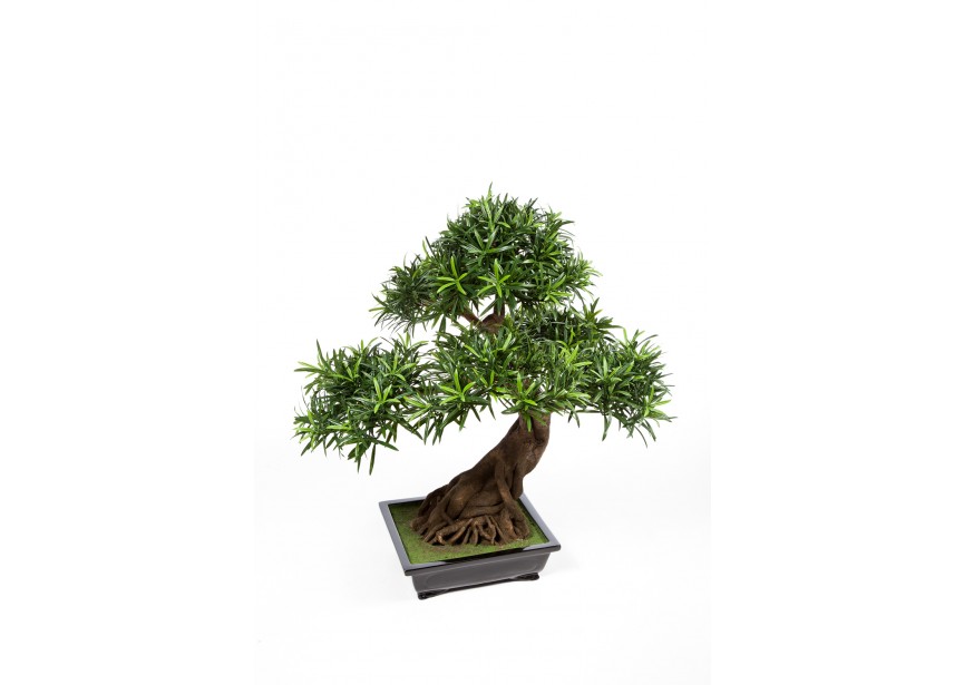 PODOCARPUS BONZAI X 6 - 80 C H80