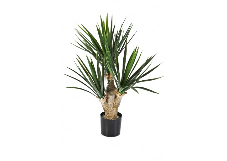 2 BABY YUCCA X 3 H68