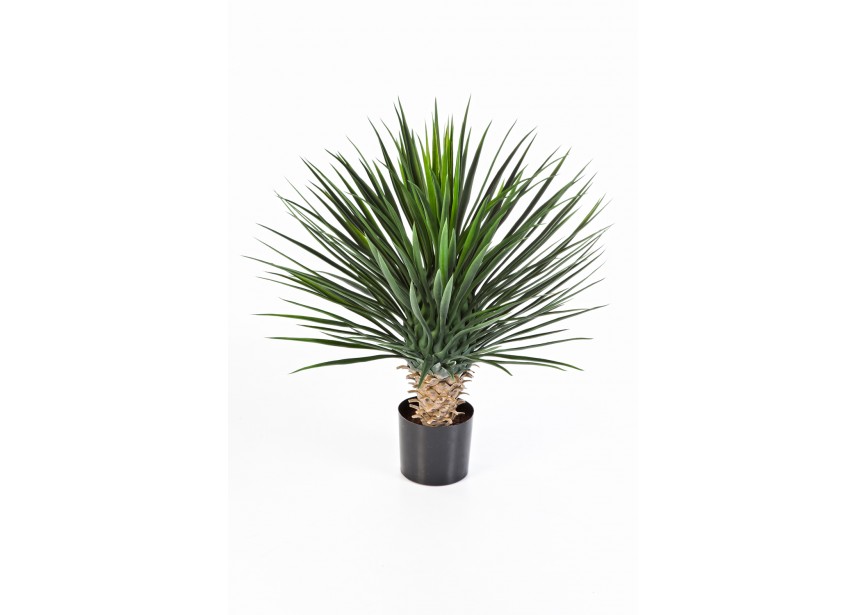 YUCCA ROSTRATA DE LUXE H80