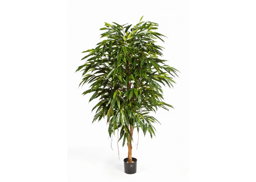 6 ROYAL LONGIFOLIA TREE H180
