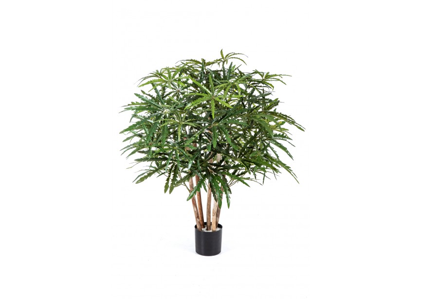 3 ARALIA BUSH TREE H85