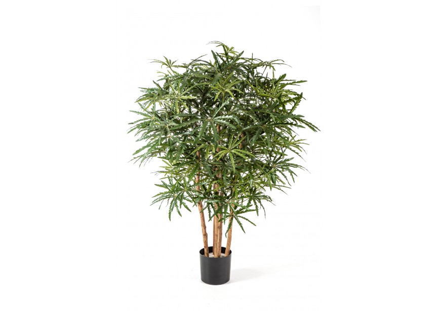 4 ARALIA BUSH TREE H115