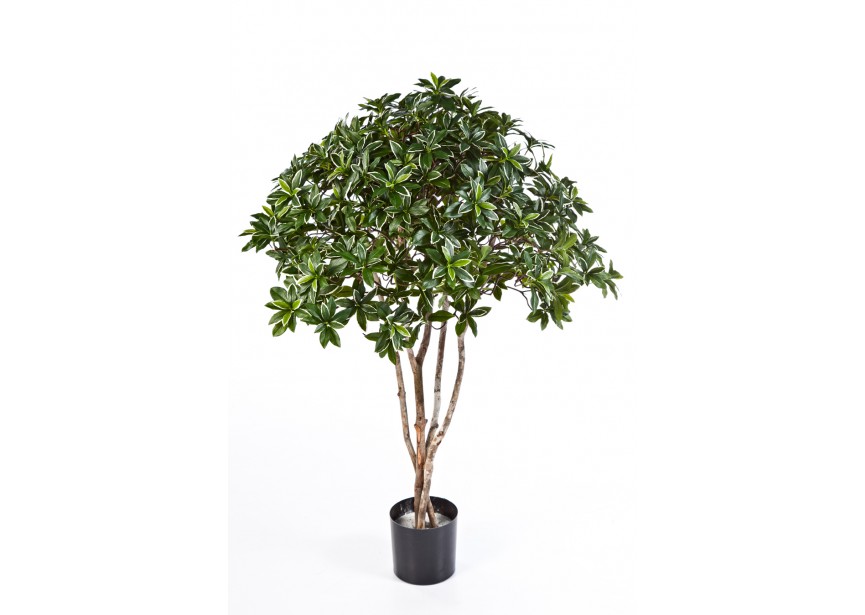 4 EUONYMUS JAPONICUS TREE H120