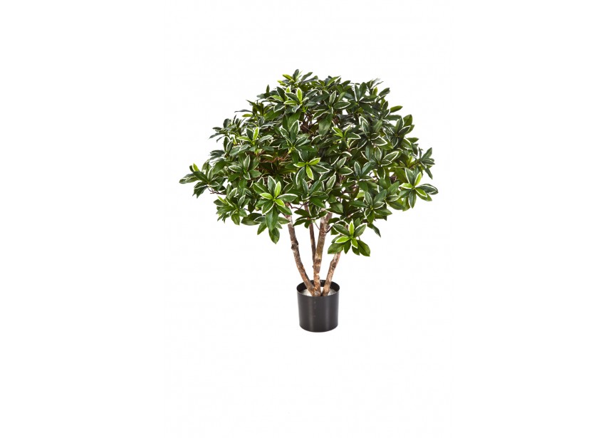 75 CM EUONYMUS JAPONICUS BUS H75