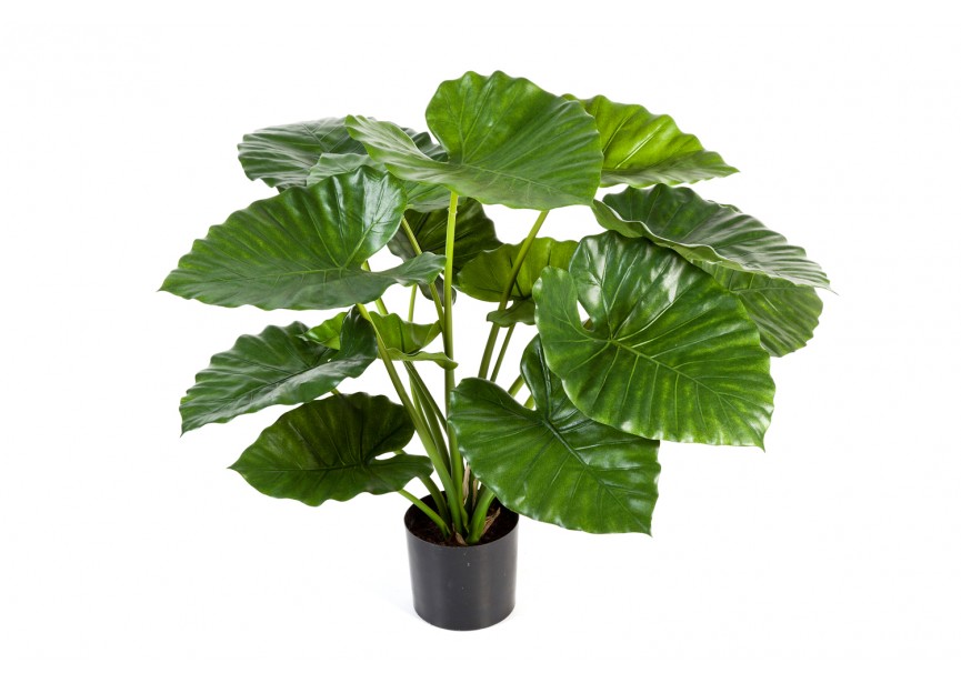 75 CM ALOCASIA CALIDORA BUSH H75