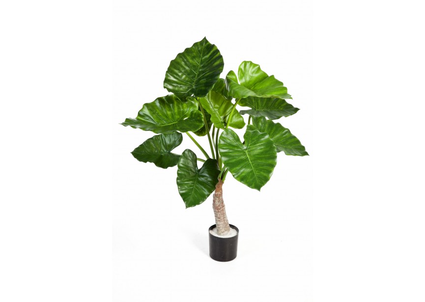 ALOCASIA CALIDORA X 10 H80