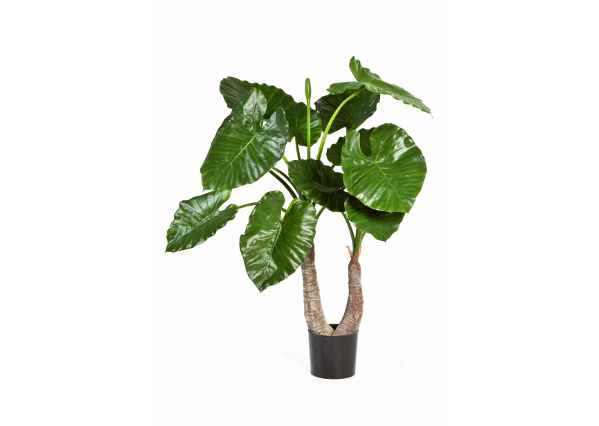 ALOCASIA CALIDORA X 14 H100