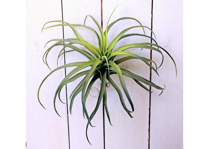 FLOCKED TILLANDSIA X 32 H26