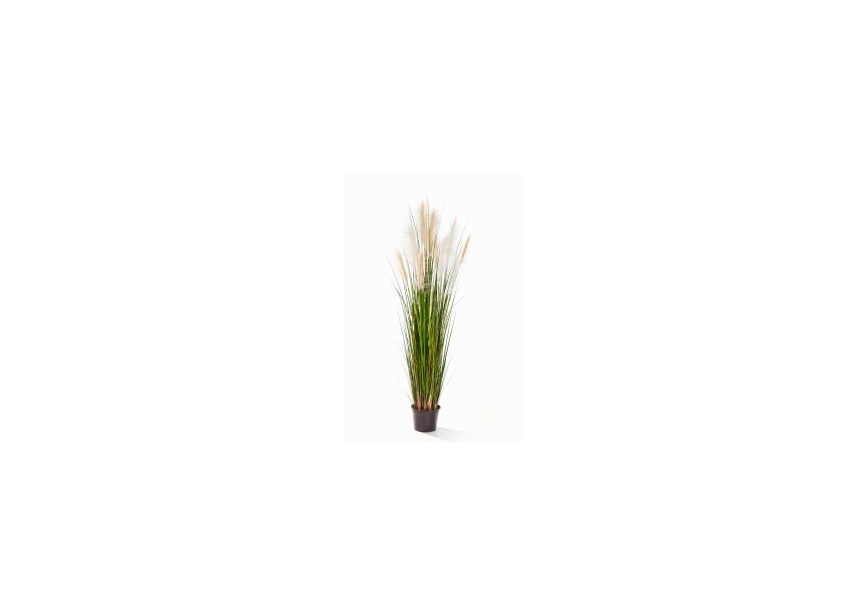 5 REED GRASS W/CREAM-BROWN H150
