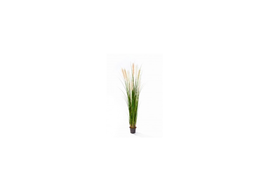 6 REED GRASS W/CREAM-BROWN H180