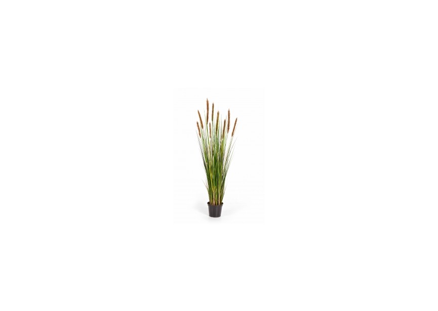 4 FOXTAIL GRASS W/BROWN FL H120