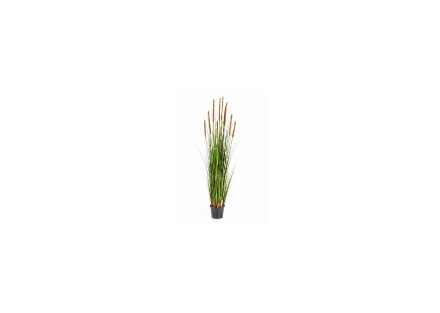 5 FOXTAIL GRASS W/BROWN FL H150