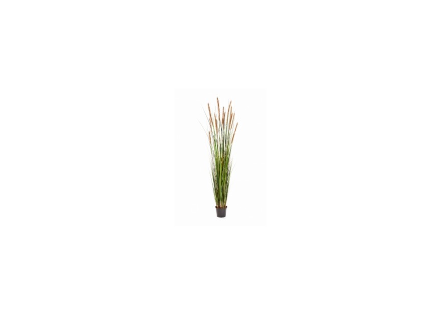 6 FOXTAIL GRASS W/BROWN FL H180