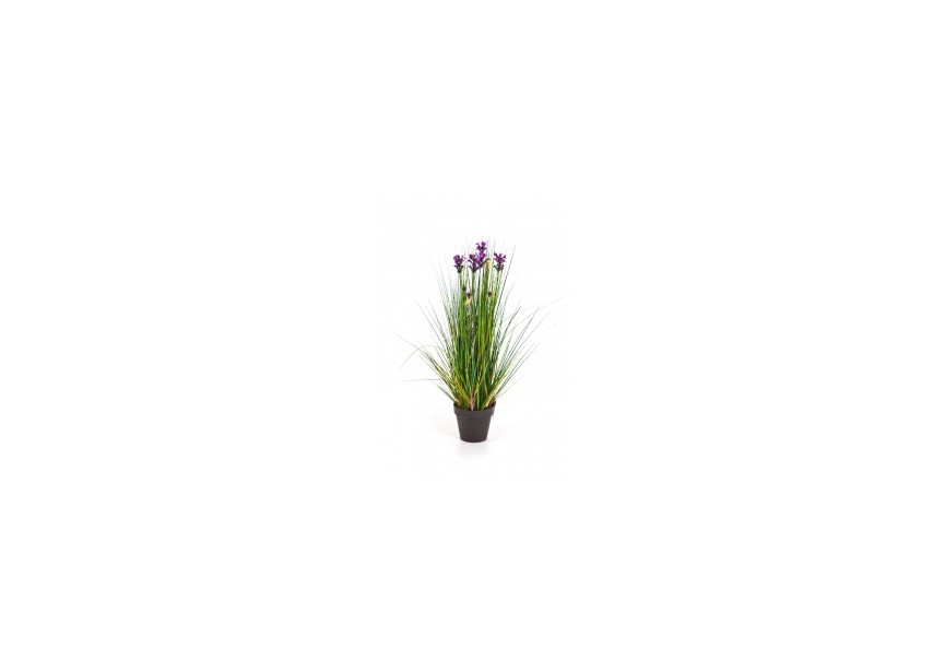 2 LAVENDER GRASS H60