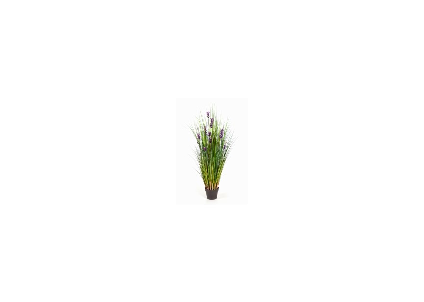 4 LAVENDER GRASS H120