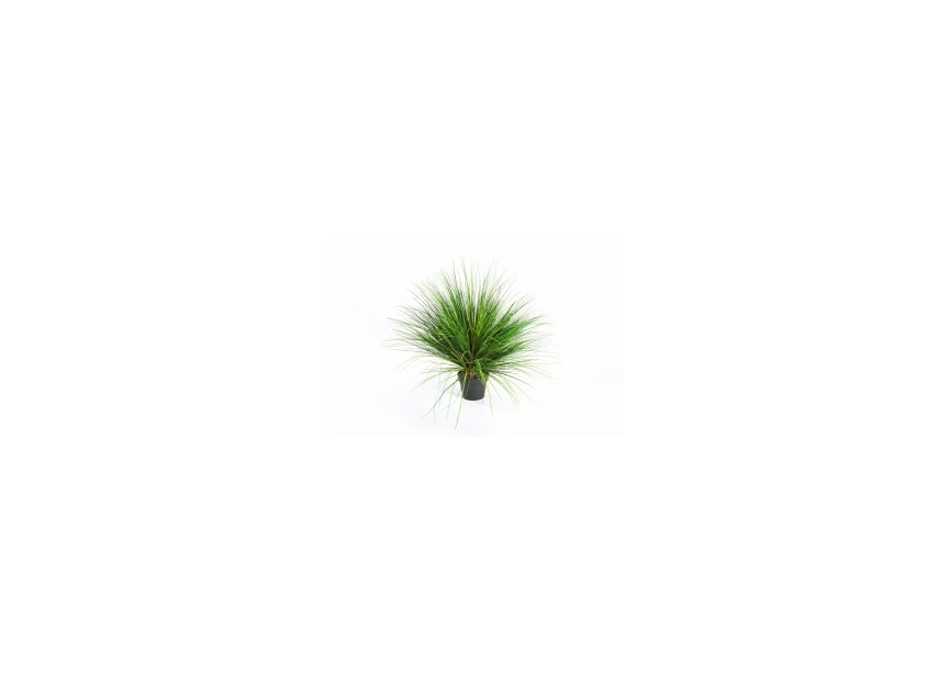 ONION GRASS X 2468-65CM H65