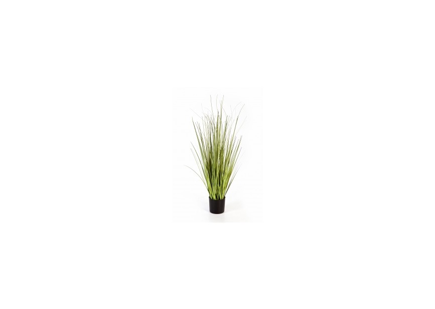 3 VARIEGATED CAREX GRASS H90