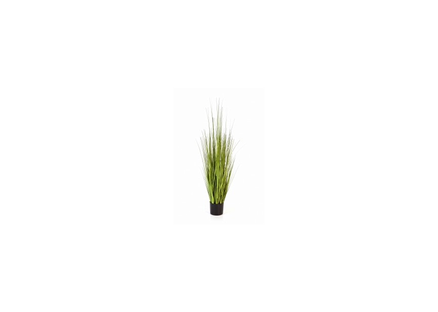 4 VARIEGATED CAREX GRASS H120