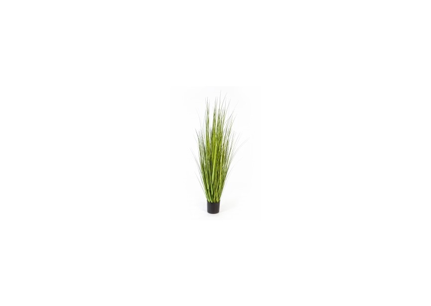 5 VARIEGATED CAREX GRASS H150