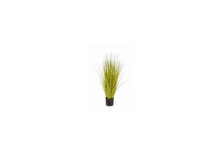 85 CM MISCANTHUS GOLD GRASS H85