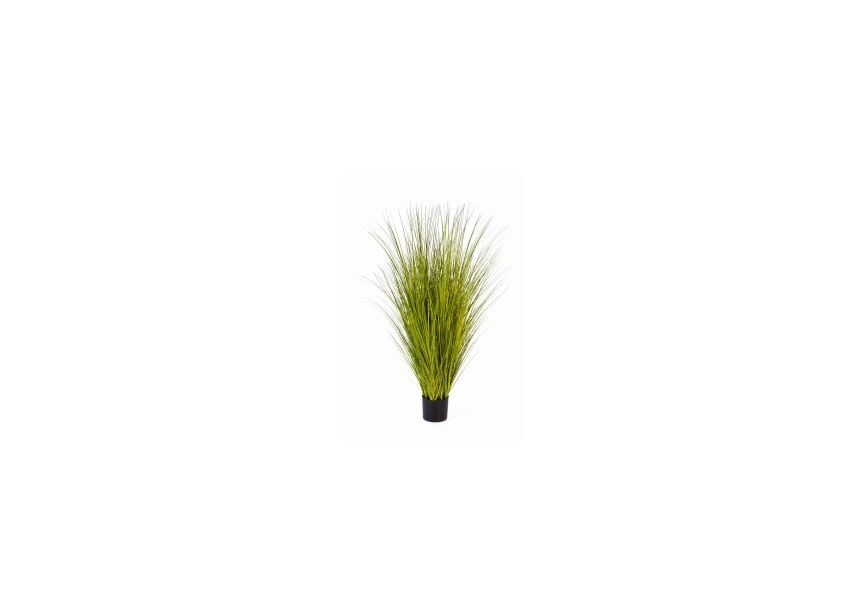 125 CM MISCANTHUS GOLD GRASS H125