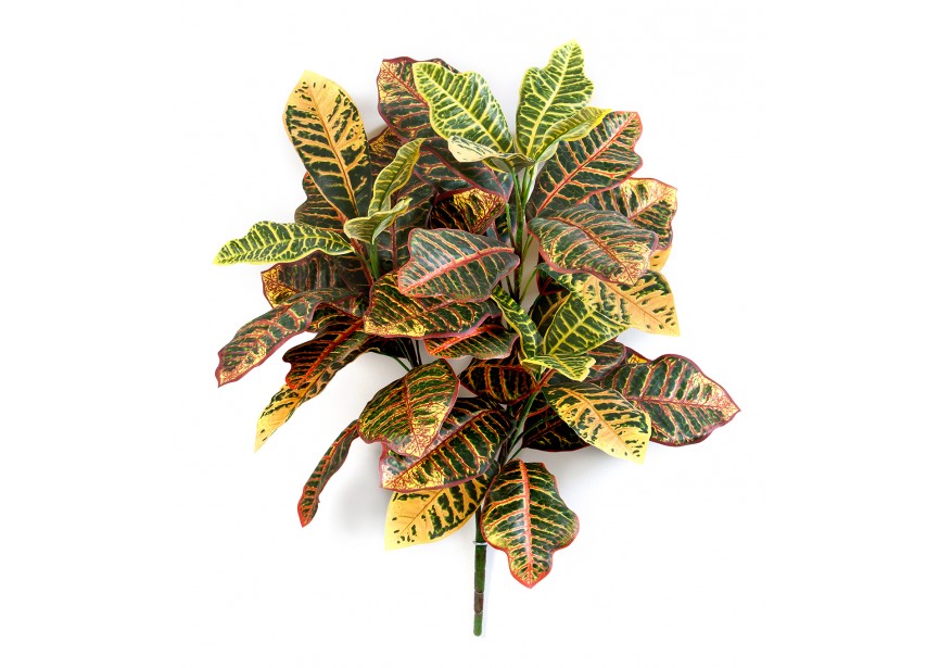 CROTON PLANT X 3 H75