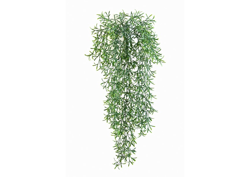 WILD SPRINGERI HANGING BUSH H70