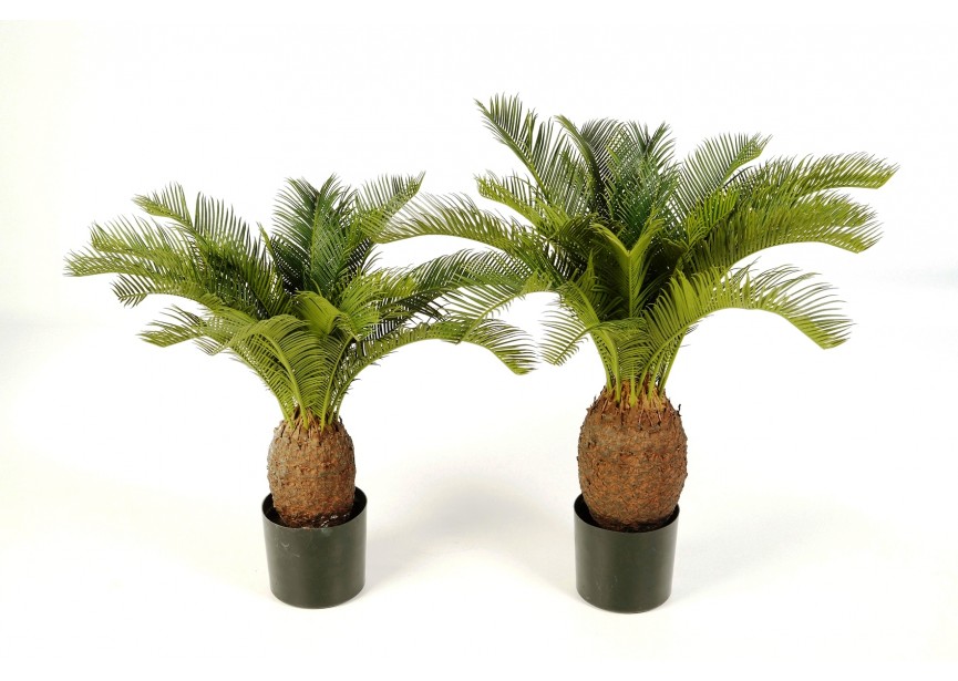 CYCAS PLANT X 19 W/POT H65