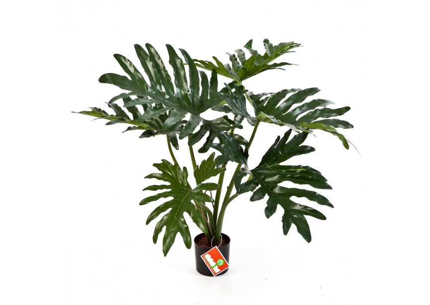 2 PHILODENDRON BUSH X 6 H60