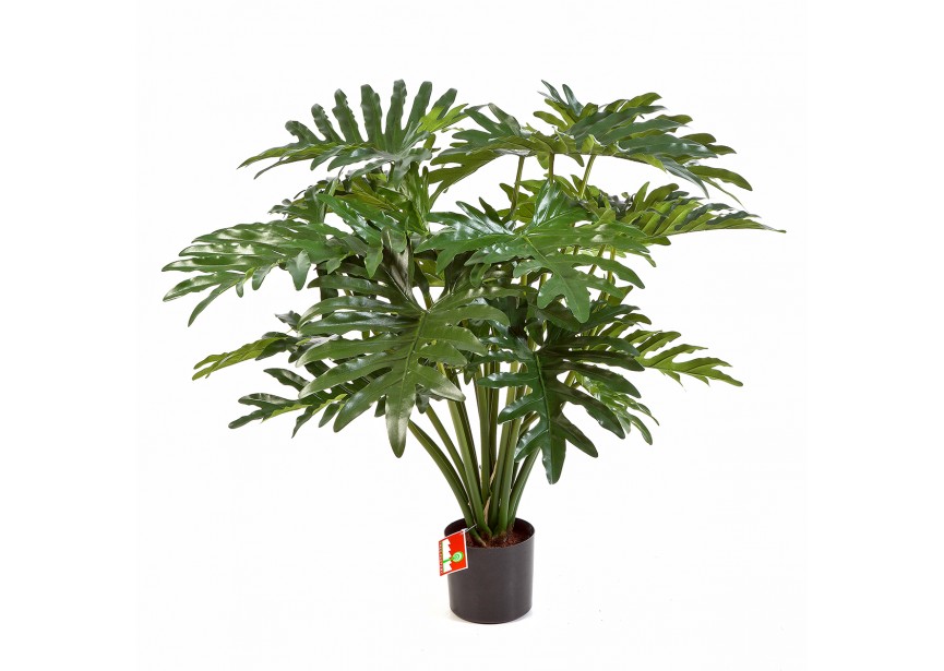 3 PHILODENDRON BUSH X 20 H90