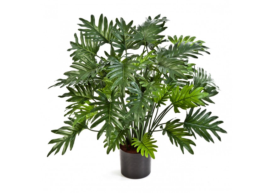 75 CM PHILODENDRON SELLOUM X H75